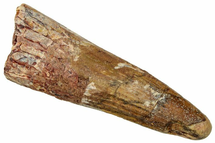 Fossil Spinosaurus Tooth - Real Dinosaur Tooth #329608